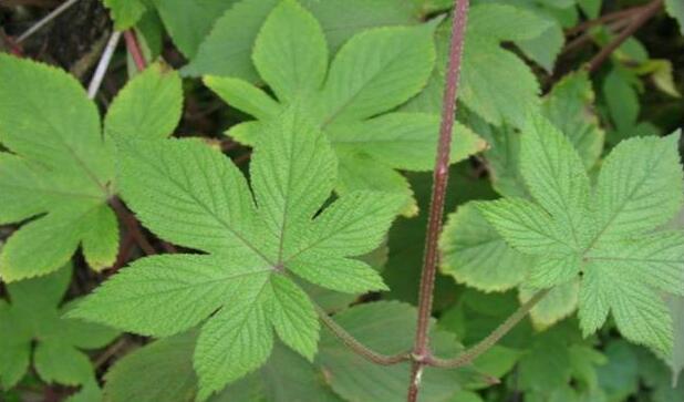 拉拉秧，一种农村人特别讨厌的野草 却是罕为人知的奇药“葎草”