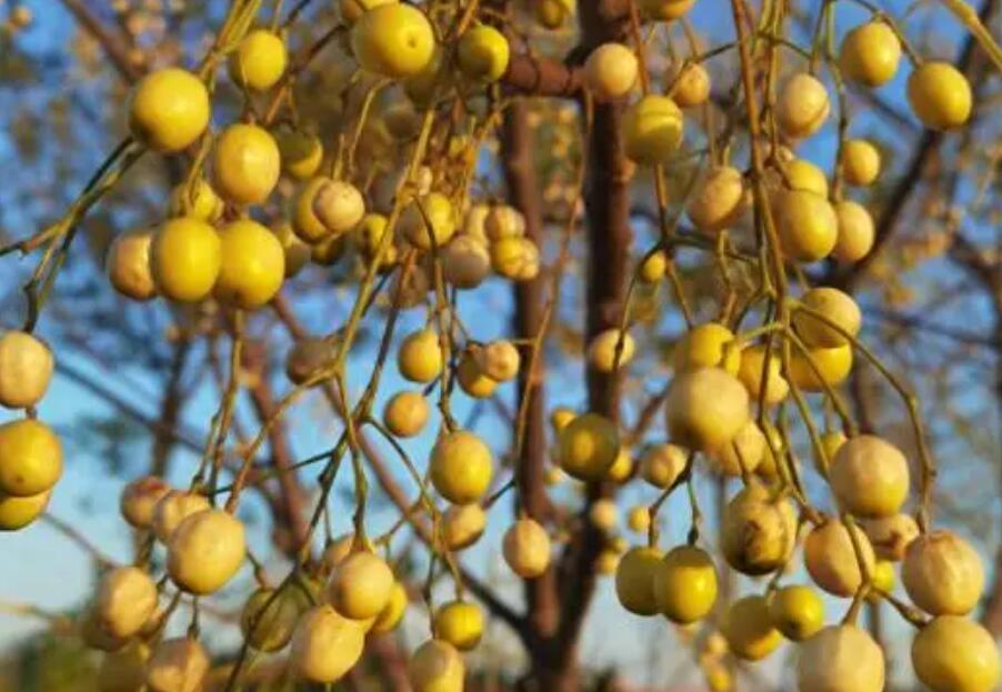 楝枣子，苦楝子，楝果子