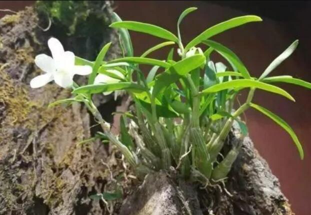 从民间传说下到凡间的九大仙草