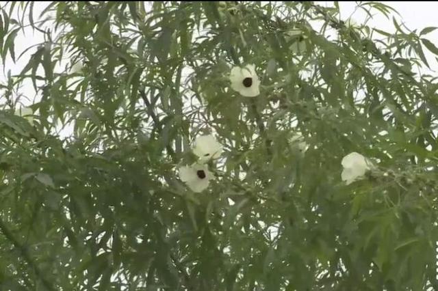 老物件的记忆：麻绳子与大麻