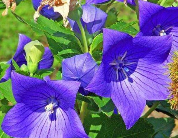 这个高颜值的花卉是清肺良药