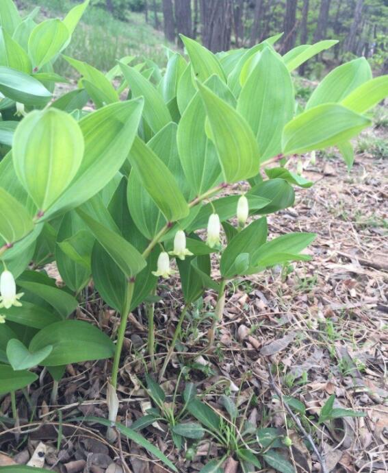 颜值高作用大,这植物你认识吗?黄精的传说